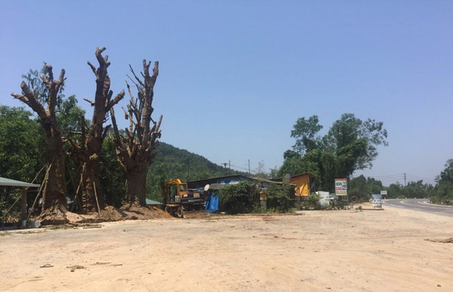 Thừa[-]Thiên[-]Huế:[-]3[-]cây[-]“quái[-]thú”[-]được[-]trồng[-]bất[-]đắc[-]dĩ[-]bên[-]vệ[-]đường[-]để[-]cứu[-]cây[-]sống